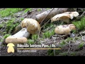 Russula foetens @ Conoscere i funghi 10.09.2016