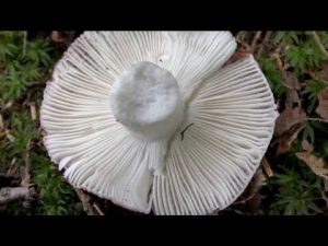 Russula mairei @ Conoscere i funghi 07.09.2016