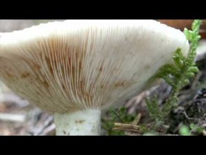 Lactarius olivinus @ Conoscere i funghi 06.09.2016