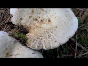 Lactarius piperatus @ Conoscere i funghi 02.09.2016