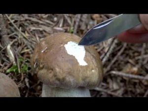 Boletus aestivalis @  Conoscere i funghi 01.09.2016