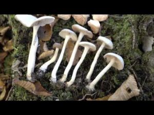 Entoloma rhodopolium @ Conoscere i funghi 30.10.2015