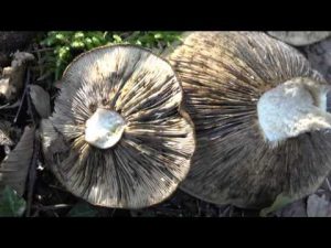 Lactarius plumbeus @ Conoscere i funghi 27.10.2015