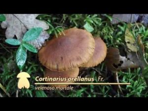 Cortinarius ornellanus @ Conoscere i funghi 24.10.2015