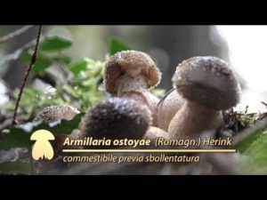 Armillaria ostoyae @ Conoscere i funghi 23.10.2015