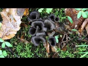 Craterellus cornucopioides @ Conoscere i funghi 21.10.2015