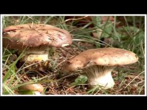 Coprinus comatus @ Conoscere i funghi 16.10.2015