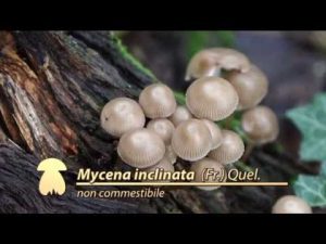 Mycena inclinata @ Conoscere i funghi 19.10.2015