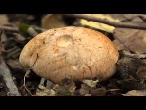 Hygrophorus nemoreus @ Conoscere i funghi 17.10.2015