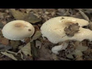 Lepiota ignivolvata @ Conoscere i funghi 15.10.2015