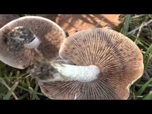 Hebeloma crustuliniforme @ Conoscere i funghi 12.10.2015