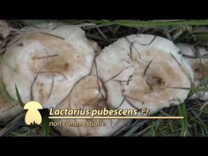 Lactarius pubescens @ Conoscere i funghi 10.10.2015