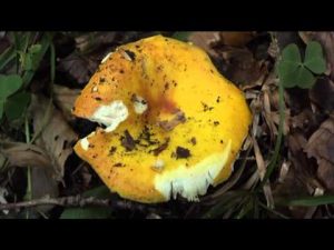 Russula aurea @ Conoscere i funghi 09.10.2015