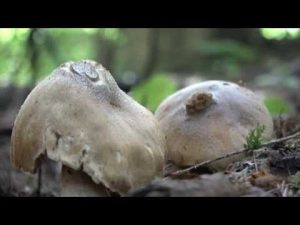 Cortinarius coperatus @ Conoscere i funghi 02.10.2015