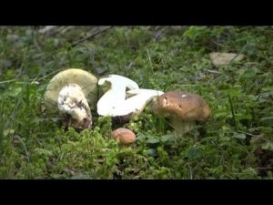 Boletus edulis @ Conoscere i funghi 26.09.2019