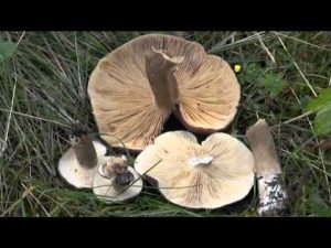 Lactarius picinus @ Conoscere i funghi 25.09.2015