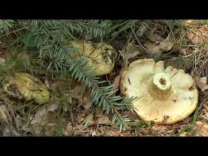 Lactarius intermedius @ Conoscere i funghi 29.09.2015