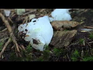 Pseudohydnum gelatinosum @ Conoscere i funghi 24.09.2015