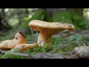 Lactarius salmonicolor @ Conoscere i funghi 21.09.2015