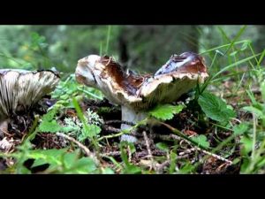 Russula adusta @ Conoscere i funghi 12.09.2015