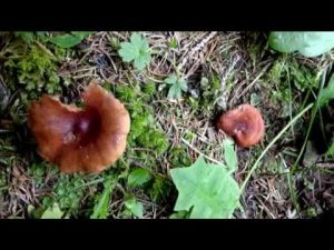 Lactarius badiosanguineus @ Conoscere i funghi 11.09.2015