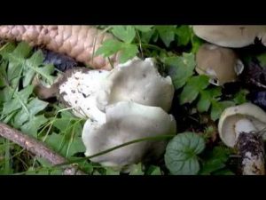 Tricholoma saponaceum @ Conoscere i funghi 10.09.2015