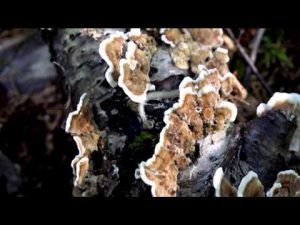 Trametes versicolor @ Conoscere i funghi 04.09.2015