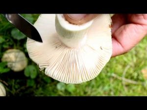 Russula virescens @ Conoscere i funghi 01.09.2015