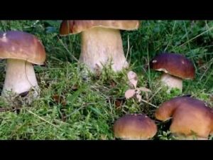 La Svezia e i suoi funghi 2pt. @ Conoscere i funghi 31.10.2014