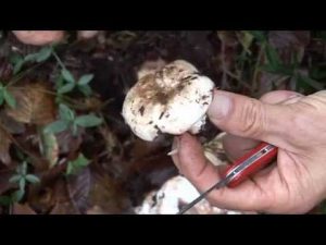 Russula Nigricans @ Conoscere i funghi 27.10.2014