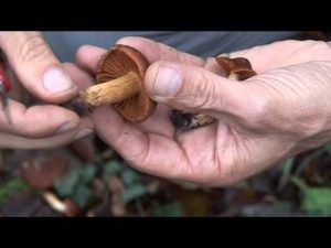 Cortinarius Orellanus @ Conoscere i funghi 25.10.2014