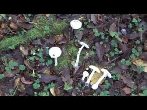 Amanita Citrina @ Conoscere i funghi 24.10.2014