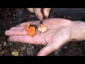 Cantharellus Friesii @ Conoscere i funghi 23.10.2014