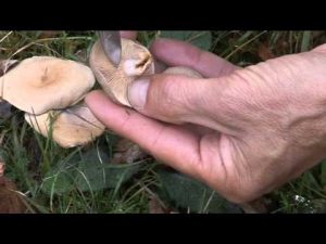 Lactarius Glyciosmus  @ Conoscere i funghi 15.10.2014