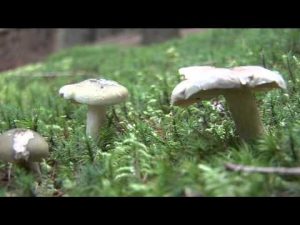 Tricholoma Saponaceum @ Conoscere i funghi 13.10.2014