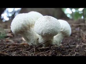 Lycoperdon Perlatum @ Conoscere i funghi 10.10.2014