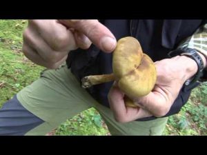 Cortinarius Venetus @ Conoscere i funghi 09.10.2014