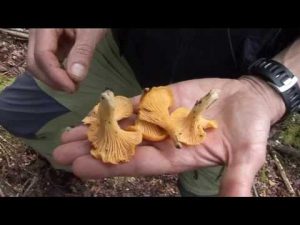 Cantharellus Cibarius @ Conoscere i funghi 07.10.2014