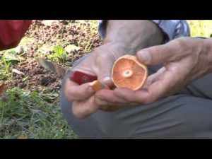 Lactarius Deterrimus Groger @ Conoscere i funghi 26.09.2014