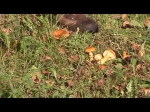 Lactarius Porninsis @ Conoscere i funghi 20.09.2014