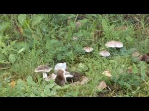 Tricholoma Scalpturatum @ Conoscere i funghi 18.09.2014