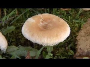 Lactarius Pubescens @ Conoscere i funghi 17.09.2014