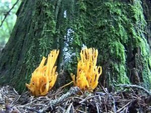 Calocera Viscosa @ Conoscere i funghi 16.09.2014