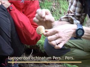 Lycoperdon echinatum @ Conoscere i funghi 15.09.2014