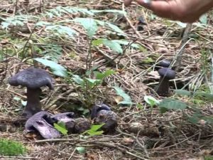 Cortinarius harcynicus @ Conoscere i funghi 12.09.2014