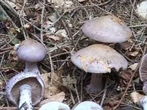 Cortinarius variicolor @ Conoscere i funghi 11.09.2014