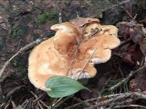 Hydnum rufescens  Conoscere i funghi 10.09.2014