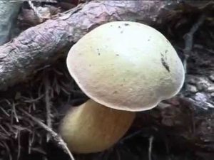 Boletus luridus@ Conoscere i funghi 09.09.2014