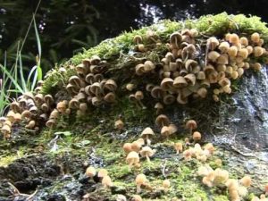 Coprinus disseminatus @ Conoscere i funghi 08.09.2014