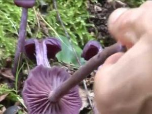 Laccaria amethystina @ Conoscere i funghi 06.09.2014